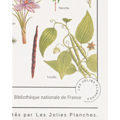 Affiche/planche Plantes aromatiques Les Jolies Planches