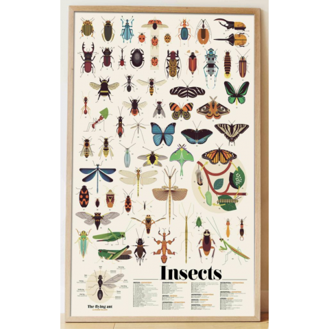 Poster en stickers - INSECTES