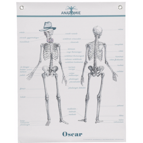 Affiche/planche Anatomie