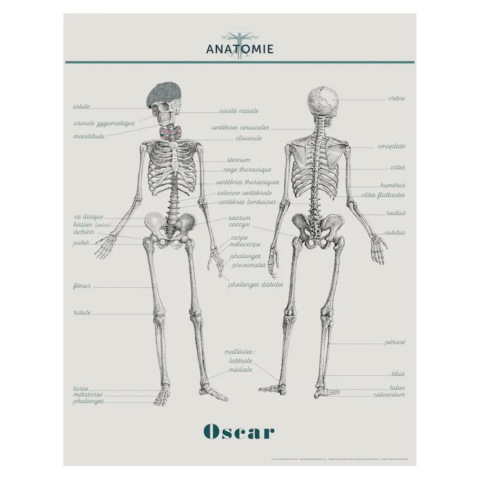 Affiche/planche Anatomie Oscar - LES JOLIES PLANCHES