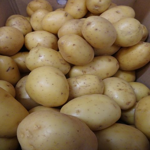 Pommes de terre Agata 