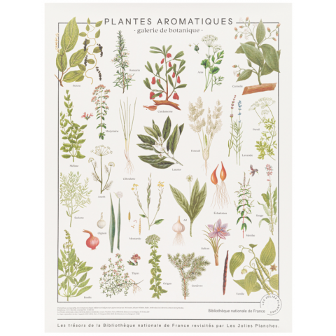 Affiche/planche Plantes aromatiques LES JOLIES PLANCHES