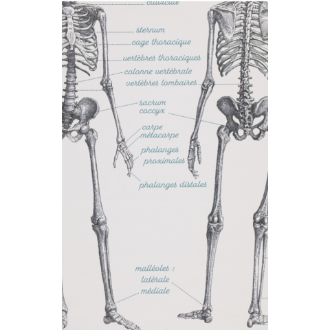 Affiche/planche Anatomie LES JOLIES PLANCHES