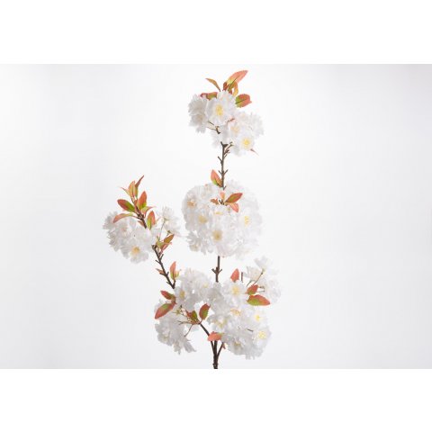Cerisier du Japon- Blanc